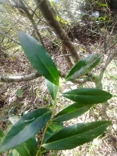 Image of Quillaja lancifolia by no rights reserved