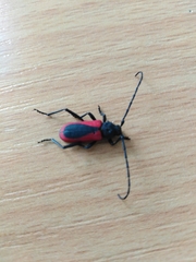 Purpuricenus kaehleri