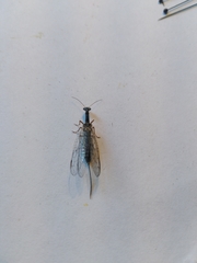 Dichrostigma flavipes