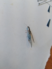 Dichrostigma flavipes