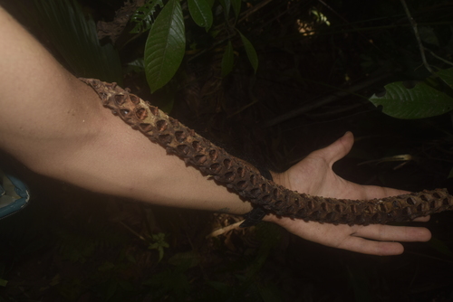 Image of Welfia regia by (c) Ignacio Moreira-Corral, some rights reserved (CC BY-SA)