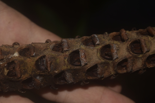 Image of Welfia regia by (c) Ignacio Moreira-Corral, some rights reserved (CC BY-SA)