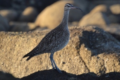 Numenius phaeopus hudsonicus