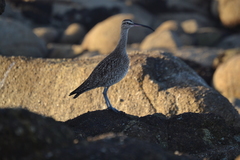 Numenius phaeopus hudsonicus