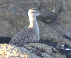 Numenius phaeopus hudsonicus
