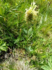 Trifolium pannonicum