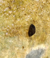 Dreissena polymorpha