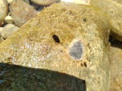 Dreissena polymorpha