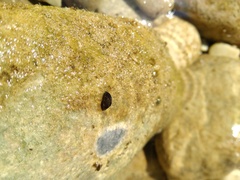 Dreissena polymorpha