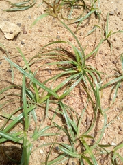 Cyperus sphaerospermus