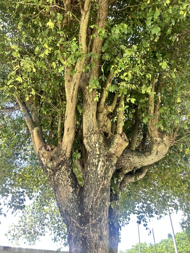 Image of Terminalia buceras by no rights reserved