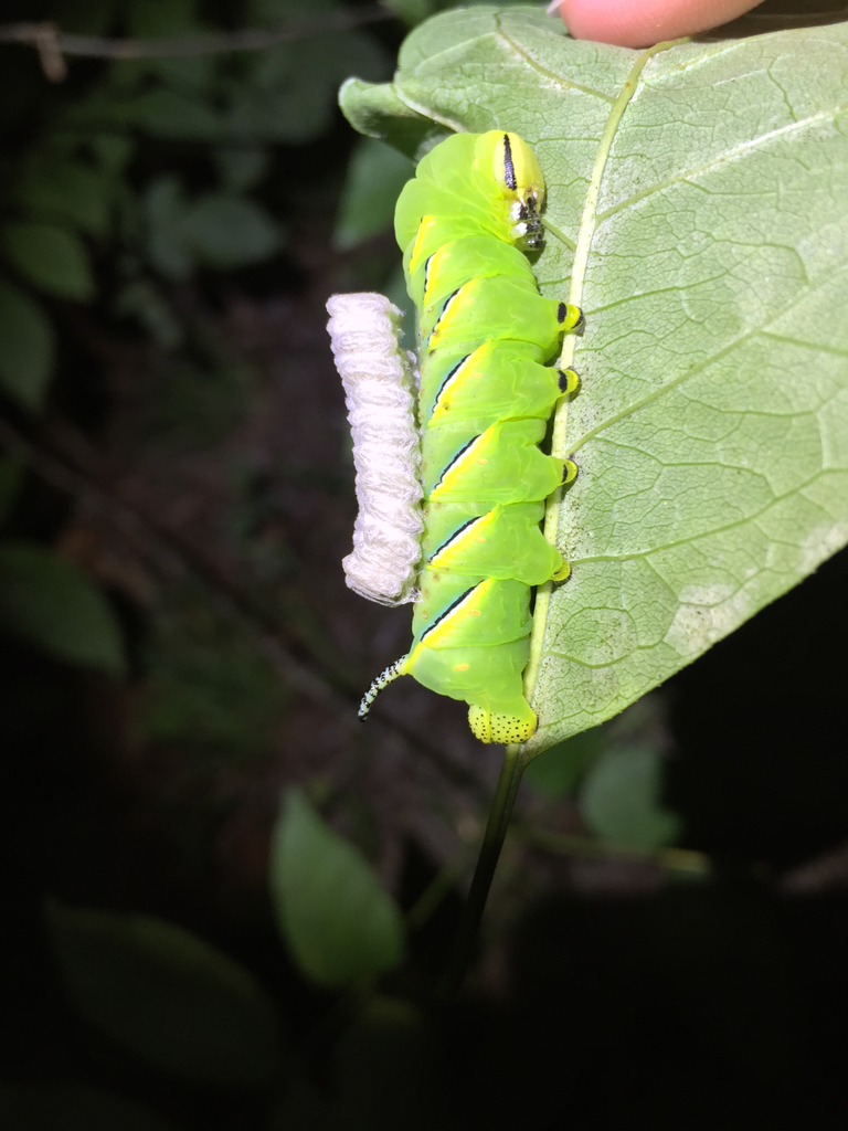 Laurel Sphinx
