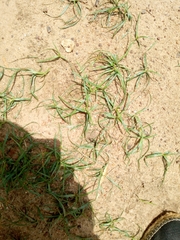 Cyperus sphaerospermus