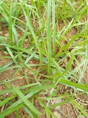 Cyperus sphaerospermus