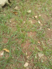 Cyperus sphaerospermus