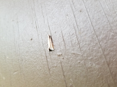 Carectocultus perstrialis