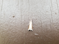 Carectocultus perstrialis