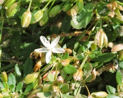 Glinus oppositifolius