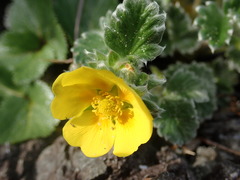 Potentilla villosa