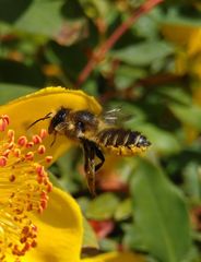 Megachile centuncularis
