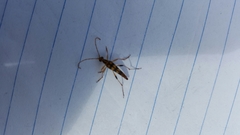 Strangalia luteicornis