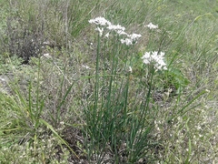 Allium ramosum