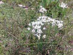 Allium ramosum