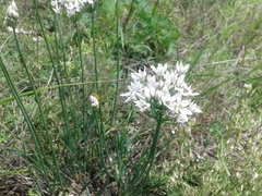 Allium ramosum