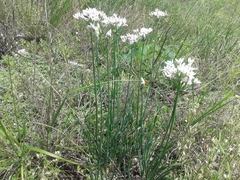 Allium ramosum