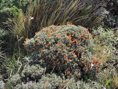 Anarthrophyllum desideratum