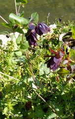 Cerinthe retorta