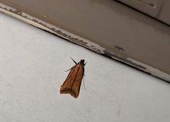 Dichomeris heriguronis