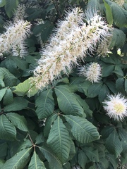 Aesculus parviflora