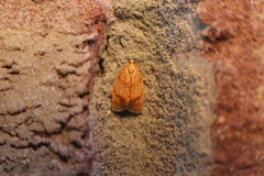 Cenopis reticulatana