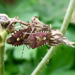 Dolycoris baccarum