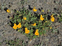 Calceolaria uniflora × polyrhiza