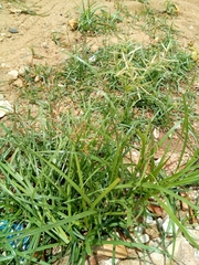 Cyperus sphaerospermus