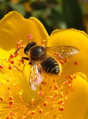 Megachile centuncularis