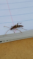 Strangalia luteicornis