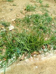 Cyperus sphaerospermus