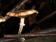 Armillaria novae-zelandiae