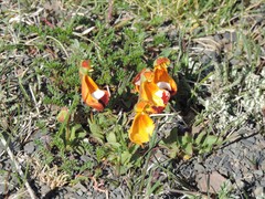 Calceolaria uniflora