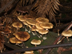 Armillaria novae-zelandiae