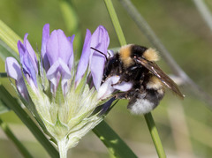 Bombus