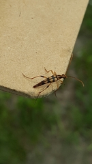 Strangalia luteicornis