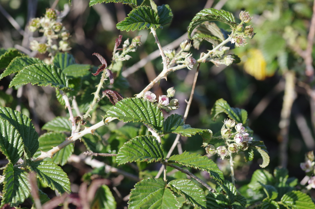 South African Raspberry from Grahamstown to Shamwari on the N2, Eastern ...