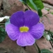 Thunbergia - Photo (c) Mahesh A,  זכויות יוצרים חלקיות (CC BY-NC), uploaded by Mahesh A