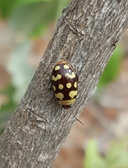 Alagoasa jacobiana