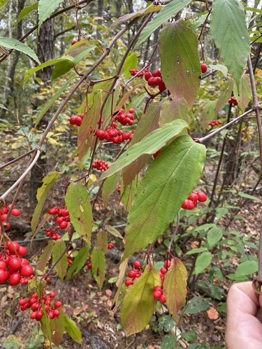 Image of Viburnum setigerum by (c) David LaMagna, some rights reserved (CC BY)