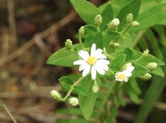 Aster baccharoides
